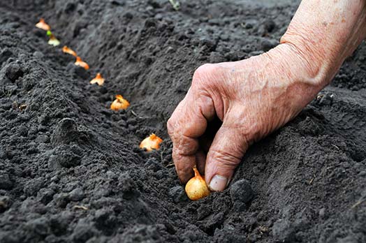 Plantando semillas