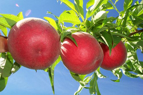 Frutas
