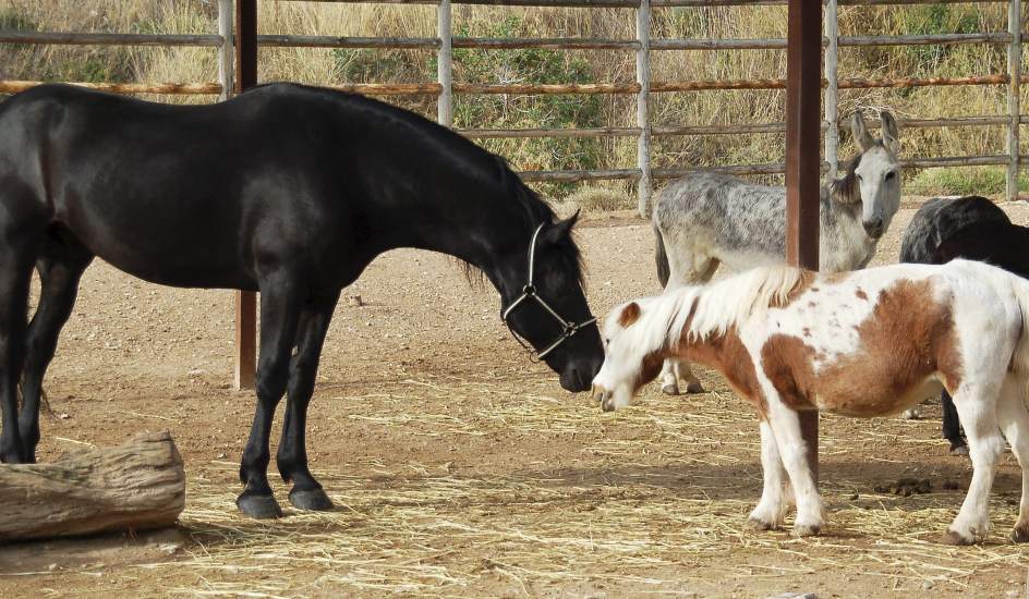 Caballos