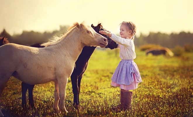 Ponis